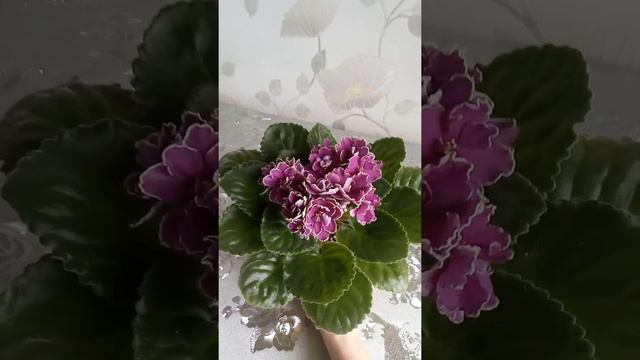 Фиалка СН-Дионис смотреть онлайн