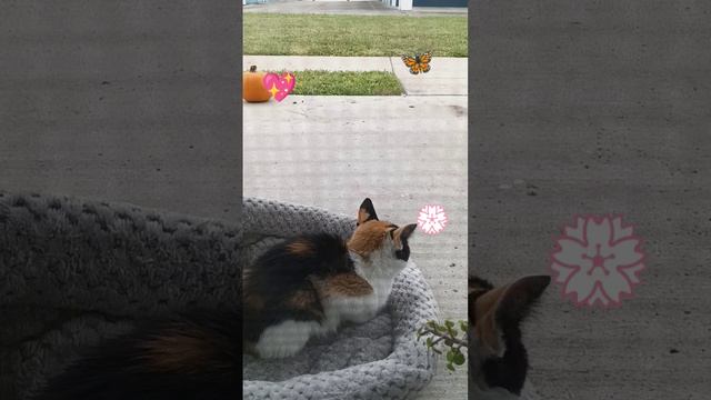 caramel the cutest cat? смотреть онлайн