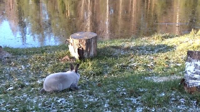 Кролик рекс мардер голубой смотреть онлайн