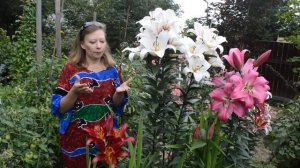 Лилии: группы, посадка, уход, выращивание