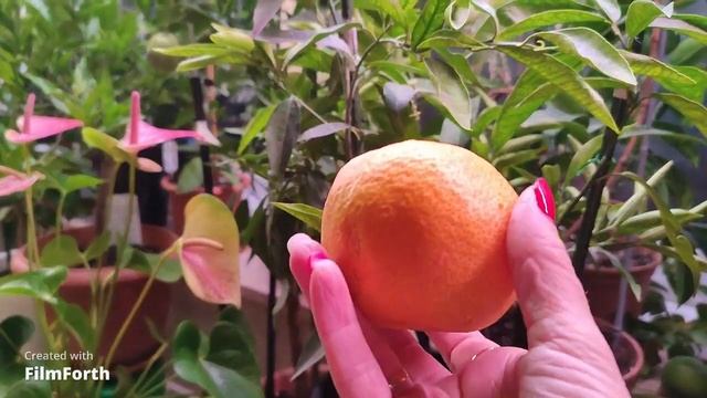 Клементин Рубино смотреть онлайн