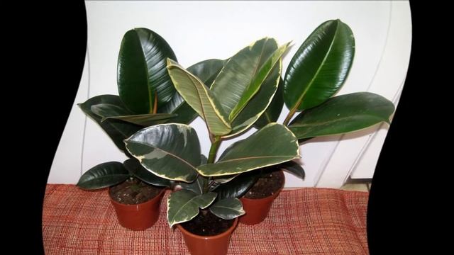 Как поливать фикус.Как часто поливать фикус смотреть онлайн