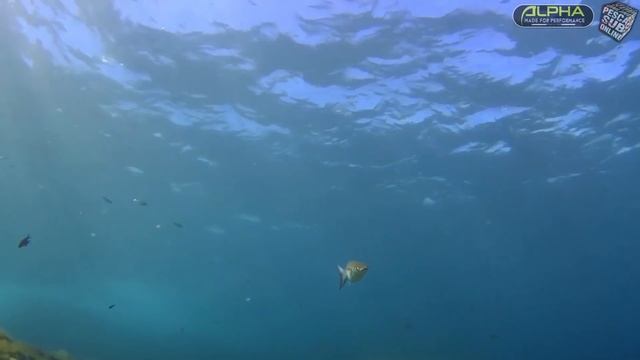 PESCA SUB : Orata Gigante e Polpi nel sottocosta Pesca subacquea in SICILIA - SPEARFISHING 2021 смотреть онлайн