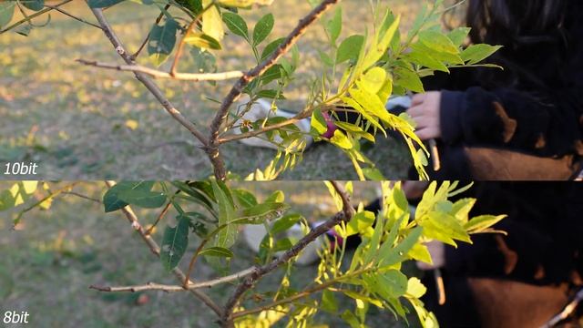 10bit Vs 8bit Video Test