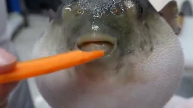 Карнавал Долина Фугу Лягушка Пердит в микрофон смотреть онлайн