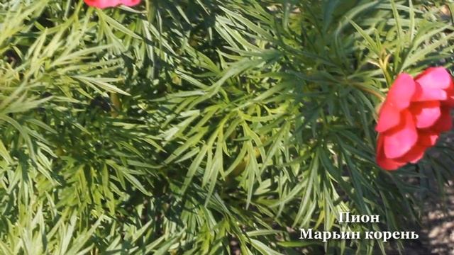 Цветение многолетников и кустарников в саду в апреле. смотреть онлайн