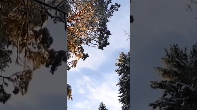 ЗИМНИЙ ЛЕС смотреть онлайн