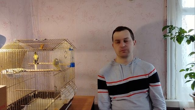 Зимнее разведение канареек. Часть 6: вторая кладка у двух пар, появление птенцов и другие новости! смотреть онлайн