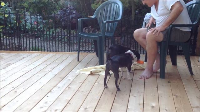 Boston Terriers Ralph & Jigsaw playing on the deck смотреть онлайн