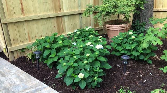 Perennials and Lilies part 2! смотреть онлайн