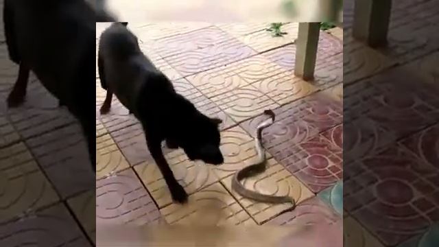 Собака защищает дом от змеи, смотреть до конца смотреть онлайн