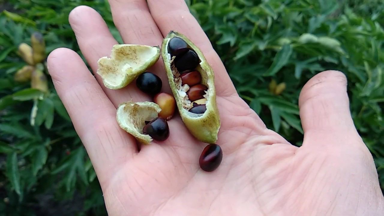 Древовидный пион из семян. смотреть онлайн