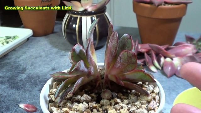 How to separate an Echeveria Siamese Twin Succulent | Growing Succulents with LizK смотреть онлайн