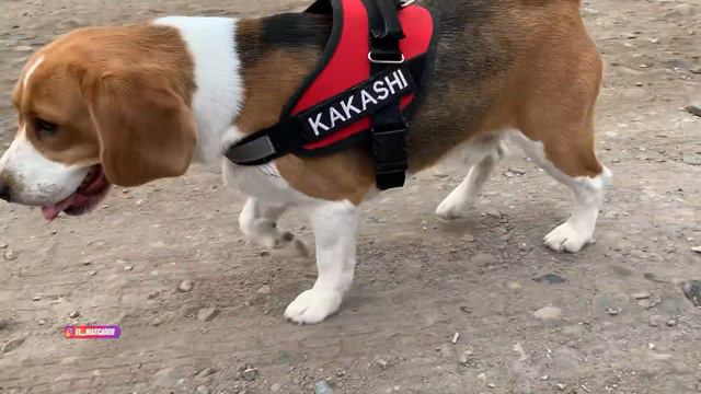 PASTORES TURCOS Frente a Perros Poderosos - Caminata смотреть онлайн