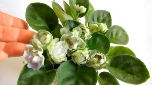 Reflection of spring. Фиалка. Стандарт. Юлия Датта