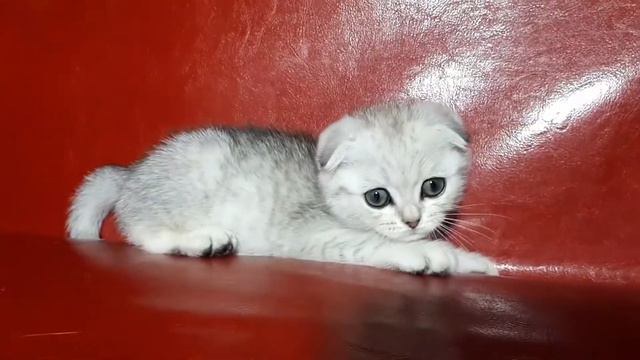 Honor серебристая шиншилла из питомника смотреть онлайн