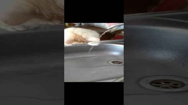 🚴🧚🤸🤩🐱Детство оно такое. Всё интересно , всё хочется узнать. #котик #котёноклюбознательный