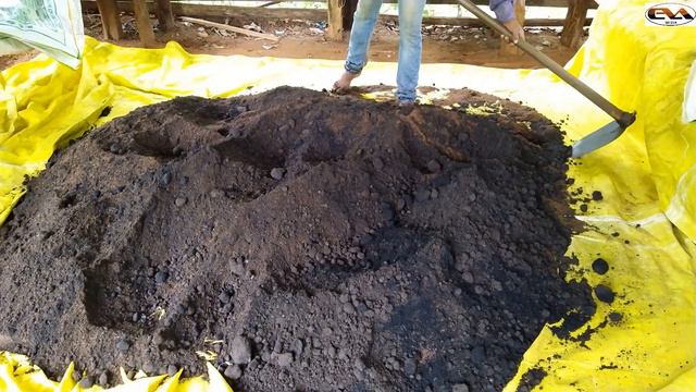 Ginger Crop Cultivation | Ginger Farming Guide | How Is Ginger Farmed  | Ginger Agriculture