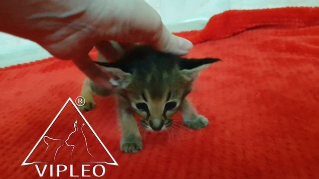 ? Caracat F1 females from VIPLEO®. Mother caracat F3, dad caracal. смотреть онлайн