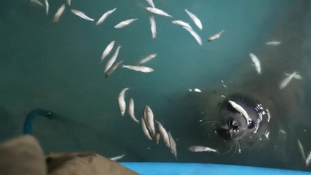 Учу тюленей ловить рыбу. смотреть онлайн