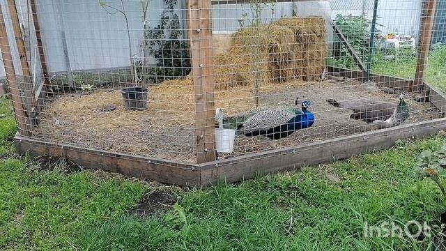 Как поживают павлины? Мы учимся говорить по-павлиньи. смотреть онлайн