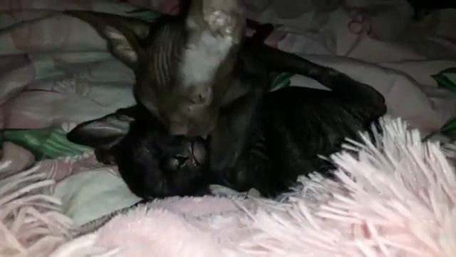 КОТЯТА СФИНКСА смотреть онлайн