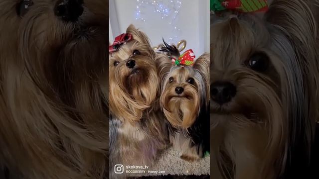 Самые милые собачки Милые йорки Вива и Мегги и чихуаха Кокосик смотреть онлайн