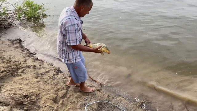 Красавцы сазаны в Ахтубе на ярах! Рыбалка 2020 на закидушки в августе. смотреть онлайн