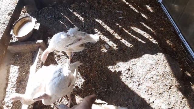 ?Индюк самая добрая птица,а куры ...? смотреть онлайн