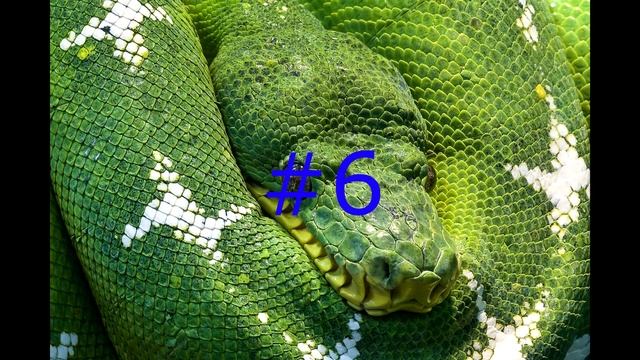 9 Dream Interpretation About SNAKE