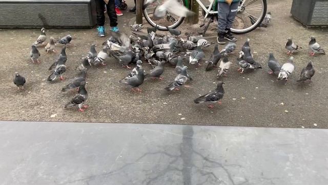 Steinfurt—Enschede.