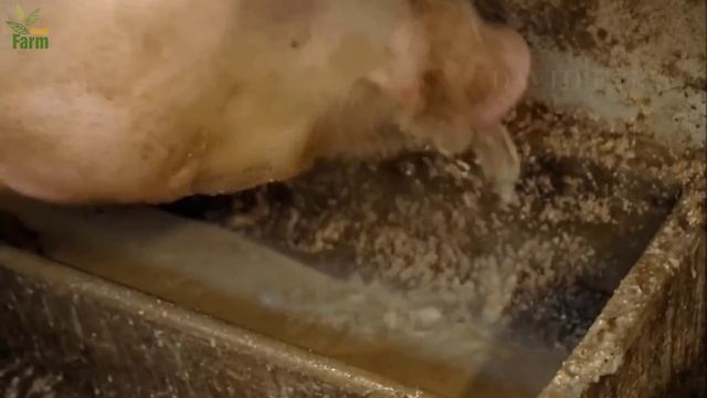 Model Clean Pork Farm in American - How American Farmer Earn Millions of $ from Pig Farm смотреть онлайн