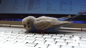 волнистые попугаи видео слушать пение волнистых попугаев