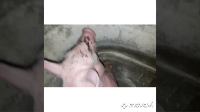Приросты цеплят и поросят за 10 дней смотреть онлайн