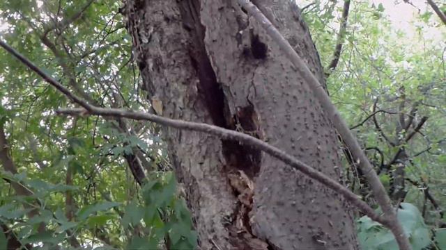 Исеть - Далматово . Гнездо шершней, огромных ос, одна из них долбанула меня в затылок 27. 08. 21. смотреть онлайн