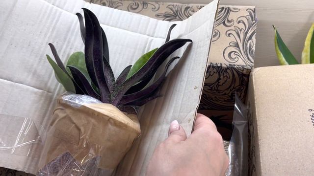 22.05.23 Посылка по Обмену (номер четыре) От Людмилы Оазис Миссис Смит ? смотреть онлайн