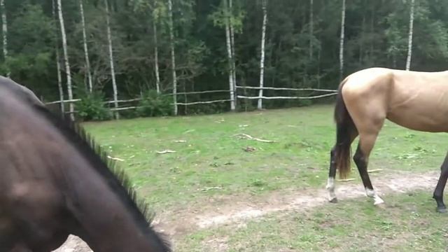 Ахалтекинские лошади в лесу. смотреть онлайн