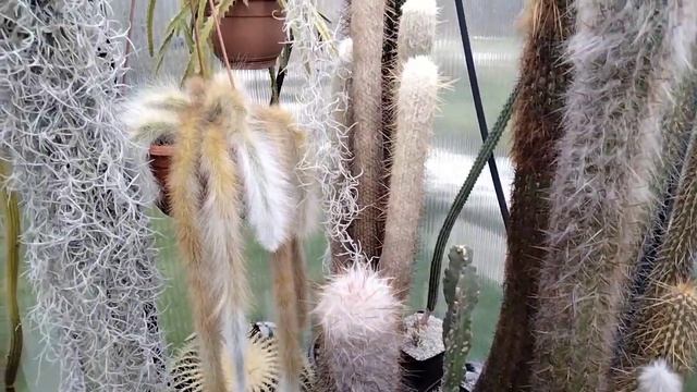 Мои джунгли в теплице.Кактусы.Литопсы.С НОВЫМ ГОДОМ!!! смотреть онлайн