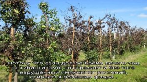 Бактериальный ожог плодовых деревьев — меры борьбы