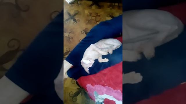 Ласковый сфинкс смотреть онлайн