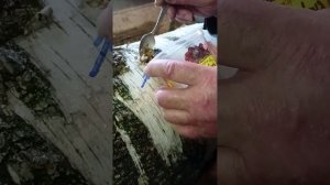 Сажаем зерновой мицелий Шиитаке на берёэовый пенёк.