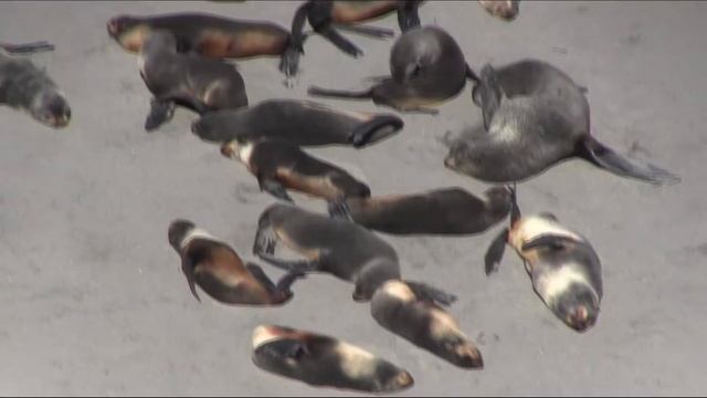 Lens: Северо-западное лежбище котиков,  о. Беринга, Командорские острова, 2018 г.