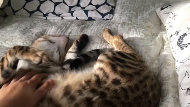 Котэ-муркотэ смотреть онлайн