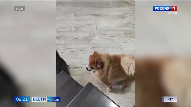 Ремонт, дороги и погода. Что обсуждают псковичи в соцсетях, смотрите в нашем обзоре смотреть онлайн