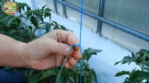 Самый лучший способ подвязки помидоров в теплице для большого урожая