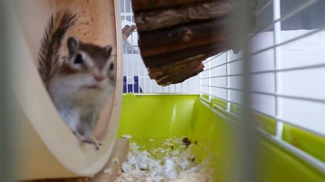 Жизнь бурундука. Часть 5 смотреть онлайн