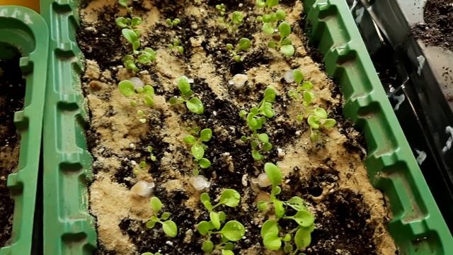 ВСХОДЫ ПЕТУНИИ ГОТОВЫ К ПИКИРОВКЕ. НАЧИНАЮ ПИКИРОВАТЬ ПЕТУНИЮ ПОСЛЕ ПЕРВОЙ ПАРЫ НАСТОЯЩИХ ЛИСТЬЕВ. смотреть онлайн