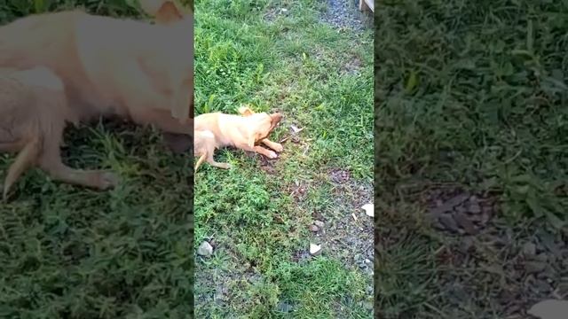 Собака кушает змею смотреть онлайн