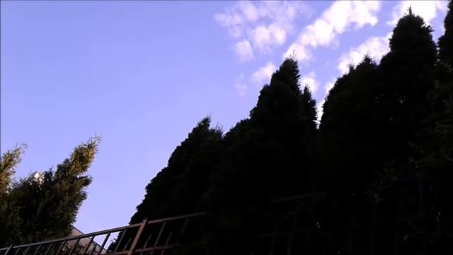 А у нас во дворе; виноград и пение  птиц… Пенсильвания, May 31, 2017 Sam Zilman