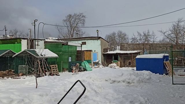 Плюша просит открыть дверь в вольер👍😍🐕❤ смотреть онлайн